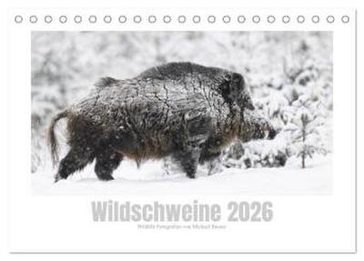Wildschweine - Wildlife Fotografien (Tischkalender 2026 DIN A5 quer), CALVENDO Monatskalender