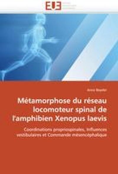 Métamorphose du réseau locomoteur spinal de l’’amphibien Xenopus laevis