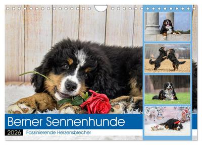 Berner Sennenhunde - Faszinierende Herzensbrecher (Wandkalender 2026 DIN A4 quer), CALVENDO Monatskalender