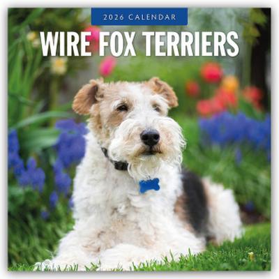Wire Fox Terriers - Drahthaar Foxterrier 2026 - 16-Monatskalender