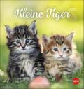 Kleine Tiger Postkartenkalender 2027