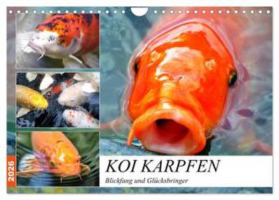 Koi Karpfen. Blickfang und Glücksbringer (Wandkalender 2026 DIN A4 quer), CALVENDO Monatskalender