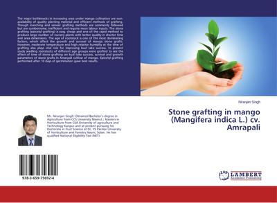 Stone grafting in mango (Mangifera indica L.) cv. Amrapali