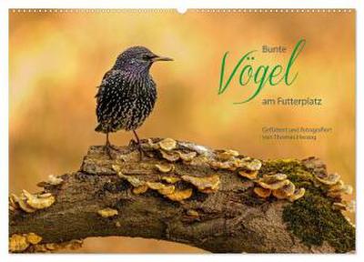Bunte Vögel am Futterplatz (Wandkalender 2026 DIN A2 quer), CALVENDO Monatskalender