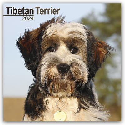 Tibetan Terrier - Tibet Terrier 2024 - 16-Monatskalender