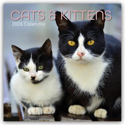 Cats and Kittens - Katzen und Kätzchen 2026 - 16-Monatskalender