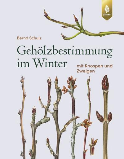 Gehölzbestimmung im Winter 