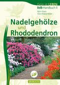 Nadelgehöze und Rhododendron