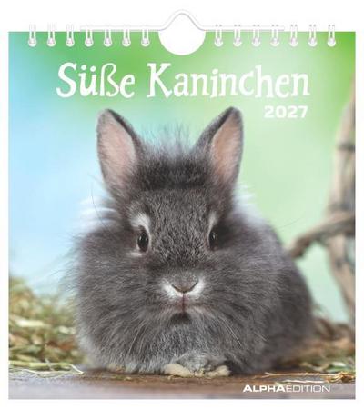 Süße Kaninchen 2027