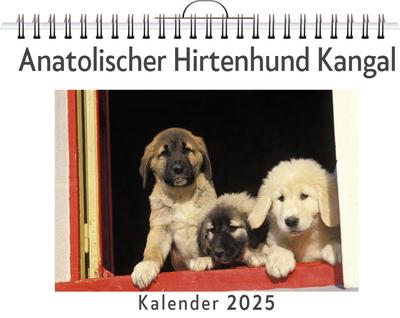 Schneider, L: Anatolischer Hirtenhund Kangal