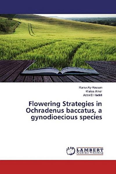 Flowering Strategies in Ochradenus baccatus, a gynodioecious species