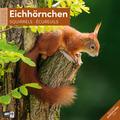 Eichhörnchen Kalender 2026 | sonst. Bücher