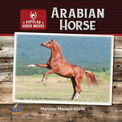 Arabian Horse