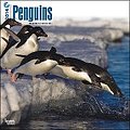 Penguins 2014 - Pinguine