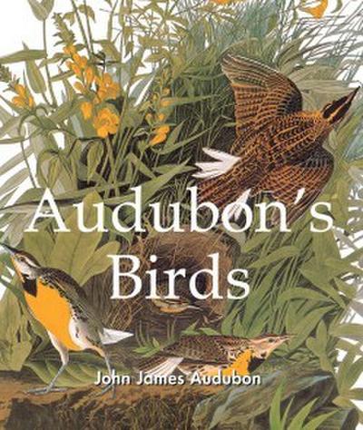 Audubon’s Birds