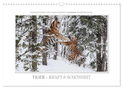 Emotionale Momente: Tiger - Kraft & Schönheit. (Wandkalender 2024 DIN A3 quer), CALVENDO Monatskalender