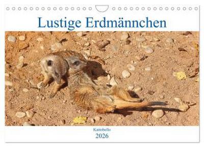 Lustige Erdmännchen (Wandkalender 2026 DIN A4 quer), CALVENDO Monatskalender