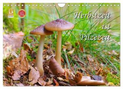 Herbstzeit ist Pilzezeit (Wandkalender 2026 DIN A4 quer), CALVENDO Monatskalender