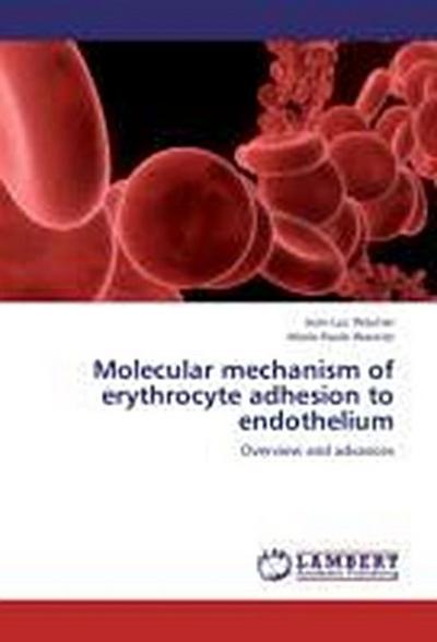 Molecular mechanism of erythrocyte adhesion to endothelium