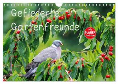 Gefiederte Gartenfreunde (Wandkalender 2026 DIN A4 quer), CALVENDO Monatskalender