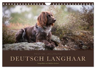 Passion Jagdhund - Deutsch Langhaar (Wandkalender 2024 DIN A4 quer), CALVENDO Monatskalender