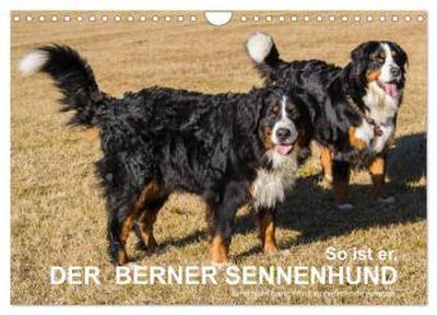 So ist er. Der Berner Sennenhund (Wandkalender 2026 DIN A4 quer), CALVENDO Monatskalender