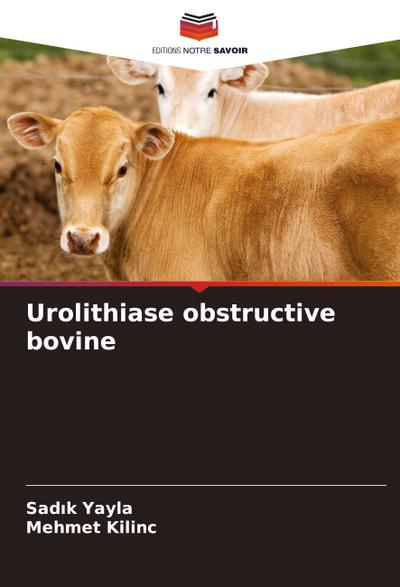 Urolithiase obstructive bovine