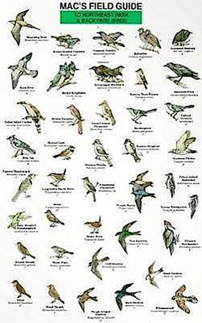Mac’s Field Guides: Northeast Park & Backyard Birds