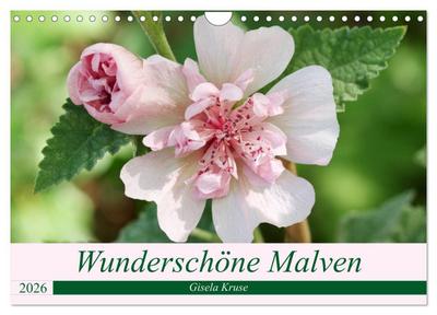 Wunderschöne Malven (Wandkalender 2026 DIN A4 quer), CALVENDO Monatskalender