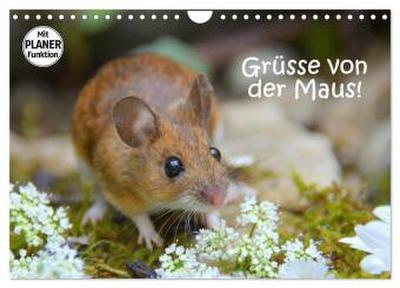 Grüsse von der Maus! (Wandkalender 2026 DIN A4 quer), CALVENDO Monatskalender