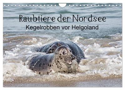 Raubtier der Nordsee - Kegelrobben vor Helgoland (Wandkalender 2025 DIN A4 quer), CALVENDO Monatskalender
