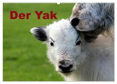 Der Yak (Wandkalender 2026 DIN A2 quer), CALVENDO Monatskalender