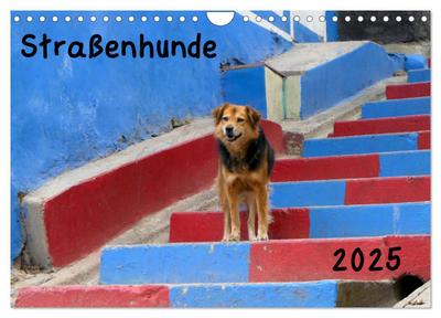 Straßenhunde 2025 (Wandkalender 2025 DIN A4 quer), CALVENDO Monatskalender