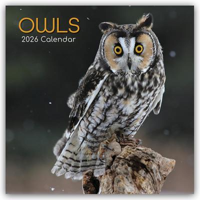 Owls - Eulen 2026 - 16-Monatskalender