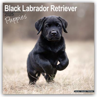 Black Labrador Retriever Puppies - Schwarze Labradorwelpen 2025 - 16-Monatskalender