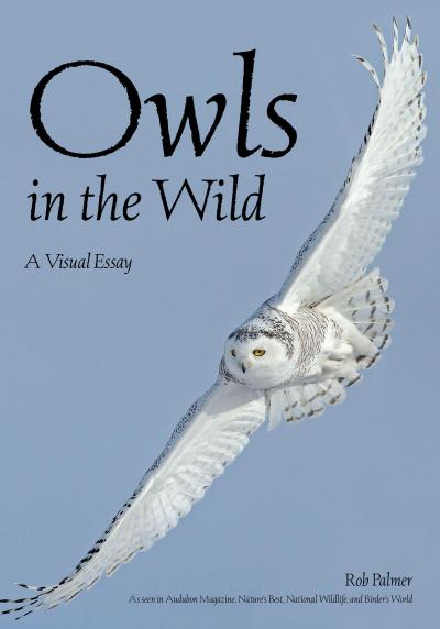 Owls in the Wild