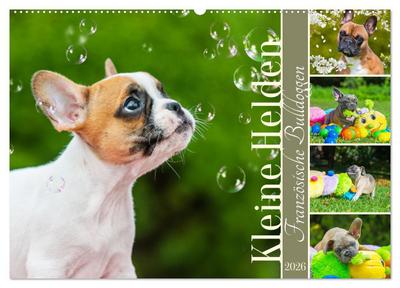Kleine Helden - Französische Bulldoggen (Wandkalender 2026 DIN A2 quer), CALVENDO Monatskalender