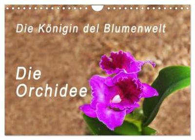 Die Königin der Blumenwelt, die Orchidee (Wandkalender 2026 DIN A4 quer), CALVENDO Monatskalender