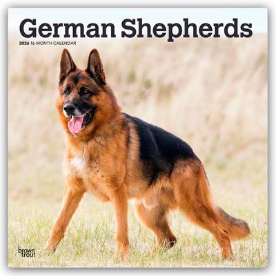 German Shepherds - Deutsche Schäferhunde 2026 - 16-Monatskalender