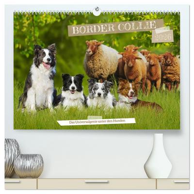 Border Collie - Das Universalgenie unter den Hunden (hochwertiger Premium Wandkalender 2026 DIN A2 quer), Kunstdruck in Hochglanz