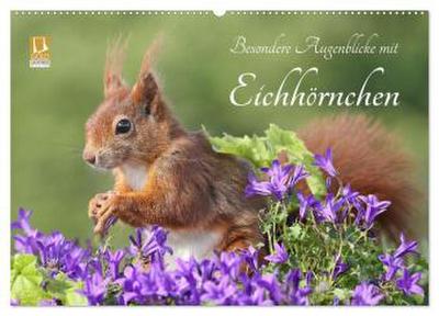 Besondere Augenblicke mit Eichhörnchen (Wandkalender 2026 DIN A2 quer), CALVENDO Monatskalender