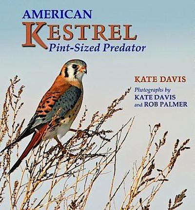 American Kestrel