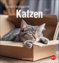 Tierisch entspannte Katzen Postkartenkalender 2027