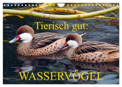 Tierisch gut: Wasservögel (Wandkalender 2024 DIN A4 quer), CALVENDO Monatskalender