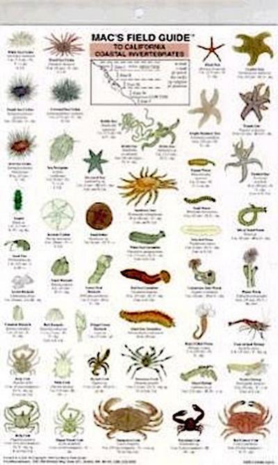 Mac’s Field Guides: California Coastal Invertebrates