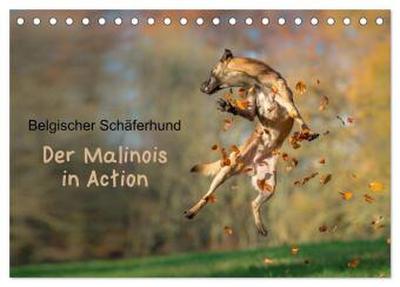 Belgischer Schäferhund - Der Malinois in Action (Tischkalender 2026 DIN A5 quer), CALVENDO Monatskalender