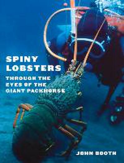 Spiny Lobsters