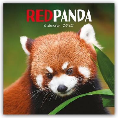 Red Panda - Rote Pandas - Rote Pandabären 2025 - Wand-Kalender
