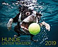 Hunde unter Wasser 2019