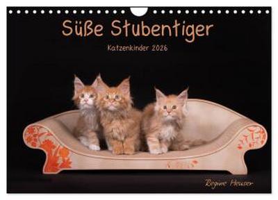 Süße Stubentiger - Katzenkinder (Wandkalender 2026 DIN A4 quer), CALVENDO Monatskalender